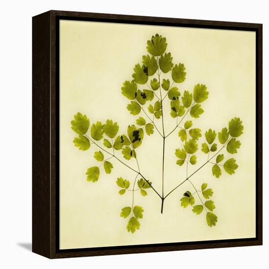 Fern-Graeme Harris-Framed Premier Image Canvas