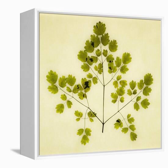 Fern-Graeme Harris-Framed Premier Image Canvas