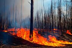 Wildfire. Wildfire in British Columbia. Canada. Forest Fire. Forest Fire in Progress. Fire. Large F-Fernando Astasio Avila-Photographic Print