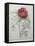 Fernleaf Peony-Pierre-Joseph Redoute-Framed Stretched Canvas