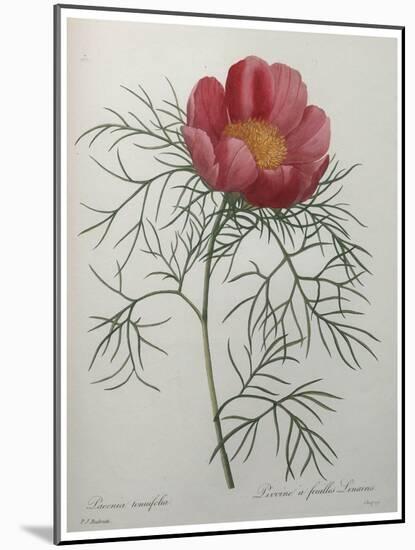 Fernleaf Peony-Pierre-Joseph Redoute-Mounted Art Print