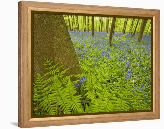 Ferns and Bluebells (Hyacinthoides Non-Scripta - Endymion Non-Scriptum) Hallerbos, Belgium, April-Biancarelli-Framed Premier Image Canvas