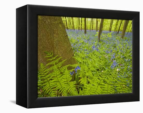 Ferns and Bluebells (Hyacinthoides Non-Scripta - Endymion Non-Scriptum) Hallerbos, Belgium, April-Biancarelli-Framed Premier Image Canvas