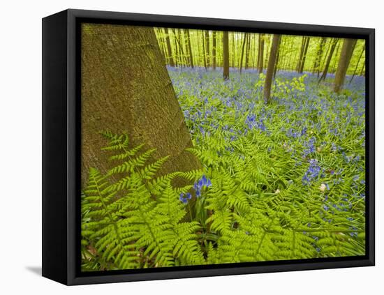 Ferns and Bluebells (Hyacinthoides Non-Scripta - Endymion Non-Scriptum) Hallerbos, Belgium, April-Biancarelli-Framed Premier Image Canvas