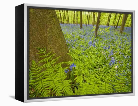 Ferns and Bluebells (Hyacinthoides Non-Scripta - Endymion Non-Scriptum) Hallerbos, Belgium, April-Biancarelli-Framed Premier Image Canvas