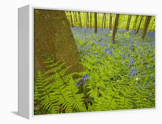 Ferns and Bluebells (Hyacinthoides Non-Scripta - Endymion Non-Scriptum) Hallerbos, Belgium, April-Biancarelli-Framed Premier Image Canvas