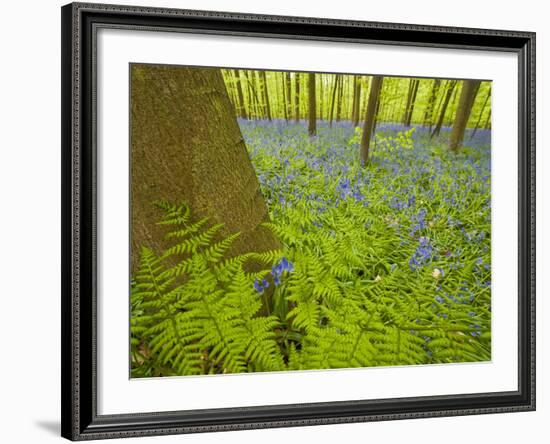 Ferns and Bluebells (Hyacinthoides Non-Scripta - Endymion Non-Scriptum) Hallerbos, Belgium, April-Biancarelli-Framed Photographic Print