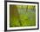 Ferns and Bluebells (Hyacinthoides Non-Scripta - Endymion Non-Scriptum) Hallerbos, Belgium, April-Biancarelli-Framed Photographic Print