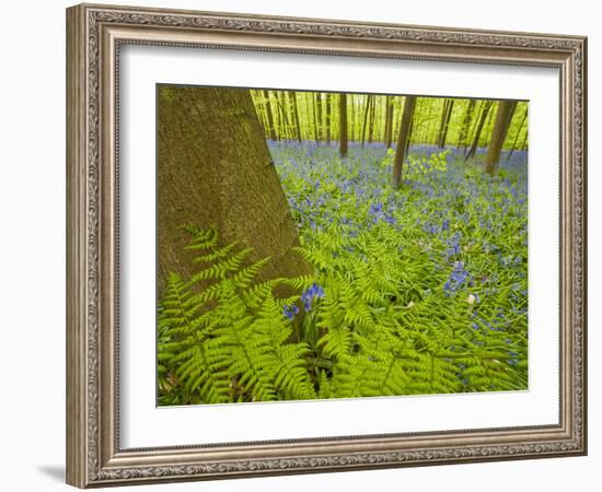 Ferns and Bluebells (Hyacinthoides Non-Scripta - Endymion Non-Scriptum) Hallerbos, Belgium, April-Biancarelli-Framed Photographic Print