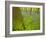 Ferns and Bluebells (Hyacinthoides Non-Scripta - Endymion Non-Scriptum) Hallerbos, Belgium, April-Biancarelli-Framed Photographic Print