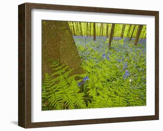 Ferns and Bluebells (Hyacinthoides Non-Scripta - Endymion Non-Scriptum) Hallerbos, Belgium, April-Biancarelli-Framed Photographic Print