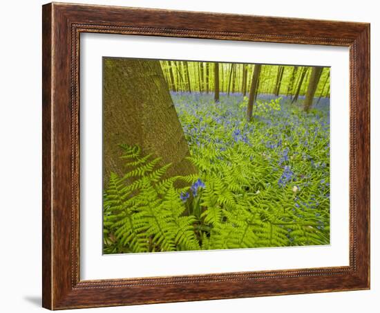 Ferns and Bluebells (Hyacinthoides Non-Scripta - Endymion Non-Scriptum) Hallerbos, Belgium, April-Biancarelli-Framed Photographic Print