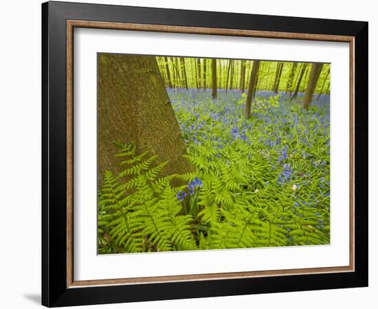 Ferns and Bluebells (Hyacinthoides Non-Scripta - Endymion Non-Scriptum) Hallerbos, Belgium, April-Biancarelli-Framed Photographic Print