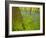 Ferns and Bluebells (Hyacinthoides Non-Scripta - Endymion Non-Scriptum) Hallerbos, Belgium, April-Biancarelli-Framed Photographic Print