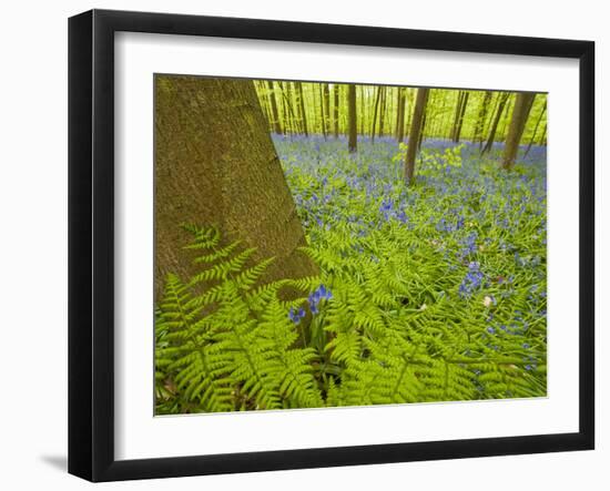 Ferns and Bluebells (Hyacinthoides Non-Scripta - Endymion Non-Scriptum) Hallerbos, Belgium, April-Biancarelli-Framed Photographic Print