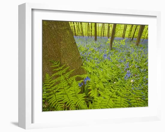 Ferns and Bluebells (Hyacinthoides Non-Scripta - Endymion Non-Scriptum) Hallerbos, Belgium, April-Biancarelli-Framed Photographic Print