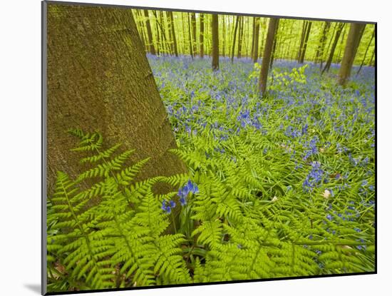 Ferns and Bluebells (Hyacinthoides Non-Scripta - Endymion Non-Scriptum) Hallerbos, Belgium, April-Biancarelli-Mounted Photographic Print