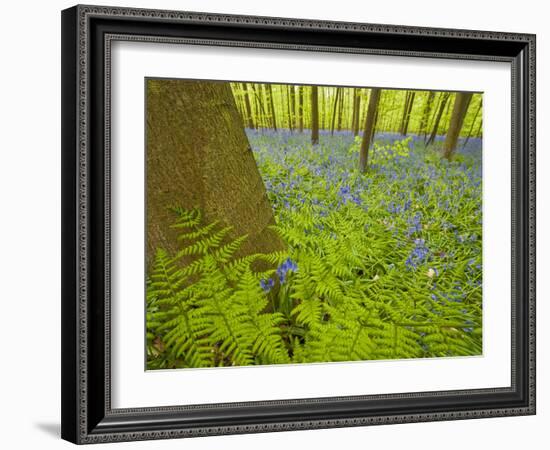 Ferns and Bluebells (Hyacinthoides Non-Scripta - Endymion Non-Scriptum) Hallerbos, Belgium, April-Biancarelli-Framed Photographic Print