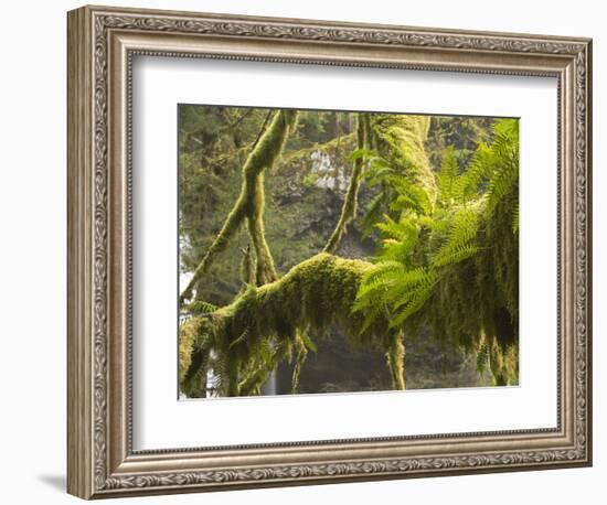 Ferns and Moss Growing on a Tree Limb, Silver Falls State Park, Oregon, USA-William Sutton-Framed Photographic Print