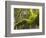 Ferns and Moss Growing on a Tree Limb, Silver Falls State Park, Oregon, USA-William Sutton-Framed Photographic Print