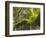 Ferns and Moss Growing on a Tree Limb, Silver Falls State Park, Oregon, USA-William Sutton-Framed Photographic Print