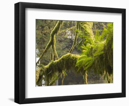 Ferns and Moss Growing on a Tree Limb, Silver Falls State Park, Oregon, USA-William Sutton-Framed Photographic Print