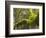 Ferns and Moss Growing on a Tree Limb, Silver Falls State Park, Oregon, USA-William Sutton-Framed Photographic Print