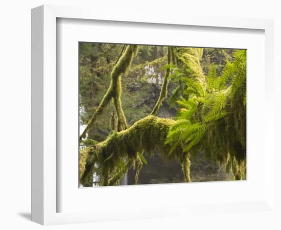 Ferns and Moss Growing on a Tree Limb, Silver Falls State Park, Oregon, USA-William Sutton-Framed Photographic Print