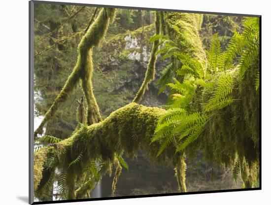 Ferns and Moss Growing on a Tree Limb, Silver Falls State Park, Oregon, USA-William Sutton-Mounted Photographic Print