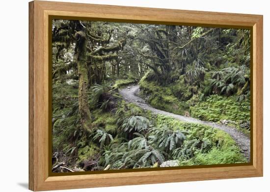 Ferns and Moss in Forest Near Lake Mackenzie, Routeburn Track, Fiordland National Park-Stuart Black-Framed Premier Image Canvas