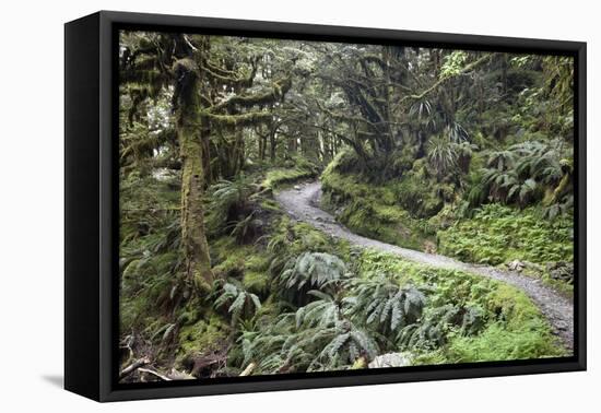 Ferns and Moss in Forest Near Lake Mackenzie, Routeburn Track, Fiordland National Park-Stuart Black-Framed Premier Image Canvas