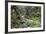 Ferns and Moss in Forest Near Lake Mackenzie, Routeburn Track, Fiordland National Park-Stuart Black-Framed Photographic Print