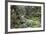 Ferns and Moss in Forest Near Lake Mackenzie, Routeburn Track, Fiordland National Park-Stuart Black-Framed Photographic Print