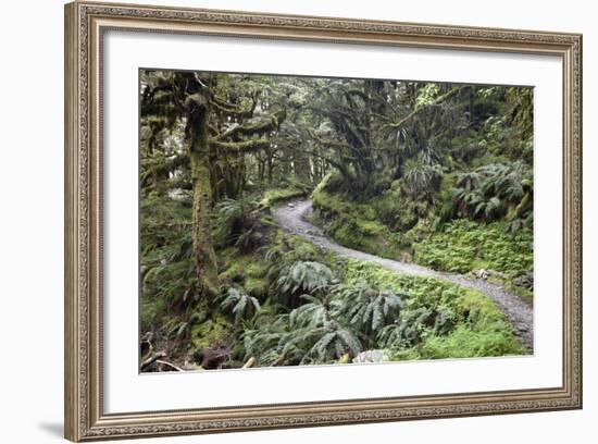 Ferns and Moss in Forest Near Lake Mackenzie, Routeburn Track, Fiordland National Park-Stuart Black-Framed Photographic Print