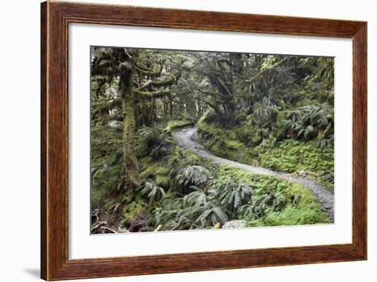 Ferns and Moss in Forest Near Lake Mackenzie, Routeburn Track, Fiordland National Park-Stuart Black-Framed Photographic Print