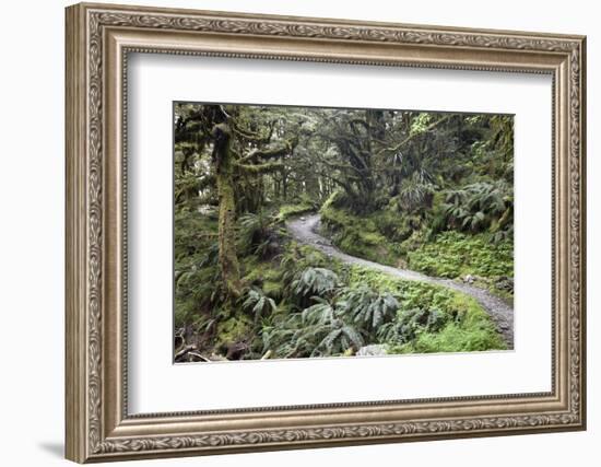 Ferns and Moss in Forest Near Lake Mackenzie, Routeburn Track, Fiordland National Park-Stuart Black-Framed Photographic Print