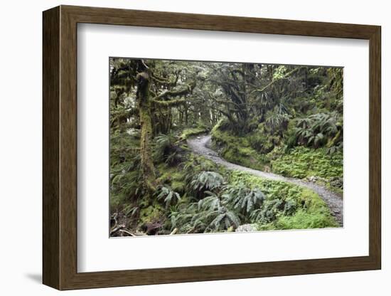 Ferns and Moss in Forest Near Lake Mackenzie, Routeburn Track, Fiordland National Park-Stuart Black-Framed Photographic Print