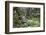 Ferns and Moss in Forest Near Lake Mackenzie, Routeburn Track, Fiordland National Park-Stuart Black-Framed Photographic Print