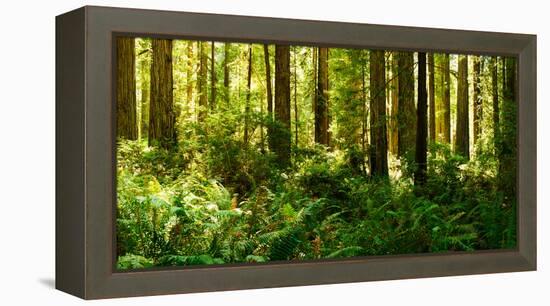 Ferns and Redwood Trees in a Forest, Redwood National Park, California, USA-null-Framed Stretched Canvas