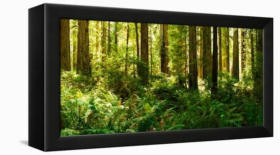 Ferns and Redwood Trees in a Forest, Redwood National Park, California, USA-null-Framed Stretched Canvas