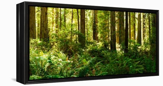 Ferns and Redwood Trees in a Forest, Redwood National Park, California, USA-null-Framed Stretched Canvas