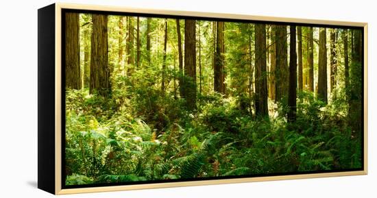 Ferns and Redwood Trees in a Forest, Redwood National Park, California, USA-null-Framed Stretched Canvas