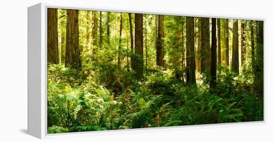 Ferns and Redwood Trees in a Forest, Redwood National Park, California, USA-null-Framed Stretched Canvas