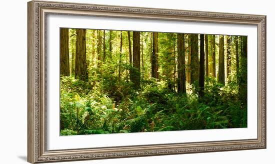 Ferns and Redwood Trees in a Forest, Redwood National Park, California, USA-null-Framed Photographic Print