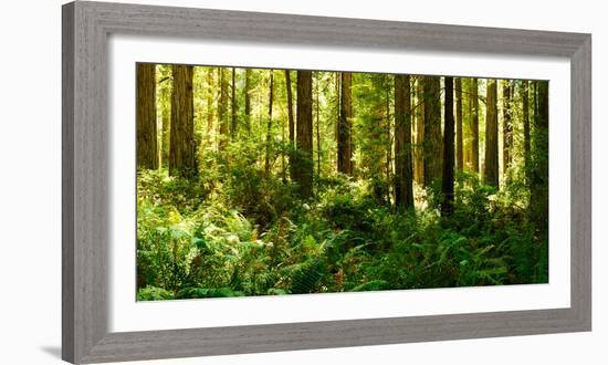 Ferns and Redwood Trees in a Forest, Redwood National Park, California, USA-null-Framed Photographic Print