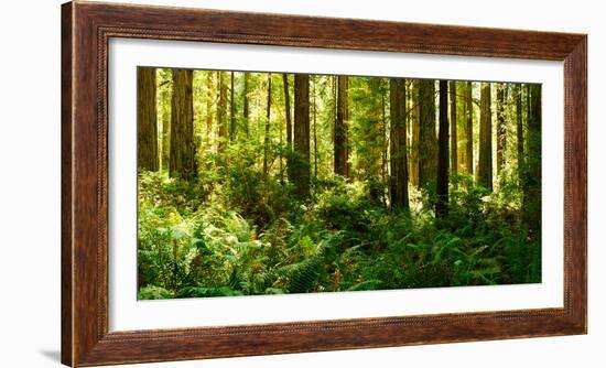 Ferns and Redwood Trees in a Forest, Redwood National Park, California, USA-null-Framed Photographic Print