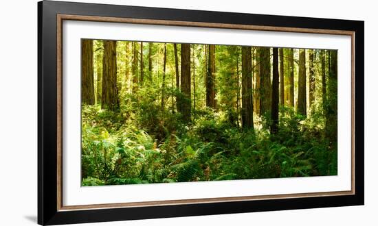 Ferns and Redwood Trees in a Forest, Redwood National Park, California, USA-null-Framed Photographic Print