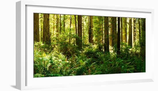 Ferns and Redwood Trees in a Forest, Redwood National Park, California, USA-null-Framed Photographic Print