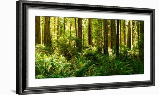 Ferns and Redwood Trees in a Forest, Redwood National Park, California, USA-null-Framed Photographic Print