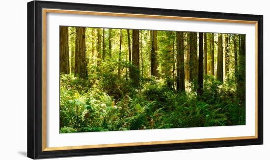 Ferns and Redwood Trees in a Forest, Redwood National Park, California, USA-null-Framed Photographic Print